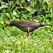 Feamale Blackbird by oldjosh
