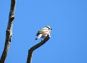 25th May 2021 - Chestnut-sided Warbler