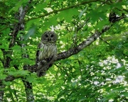 28th May 2021 - Barred Owl
