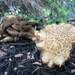 Mushroom Family by pdulis