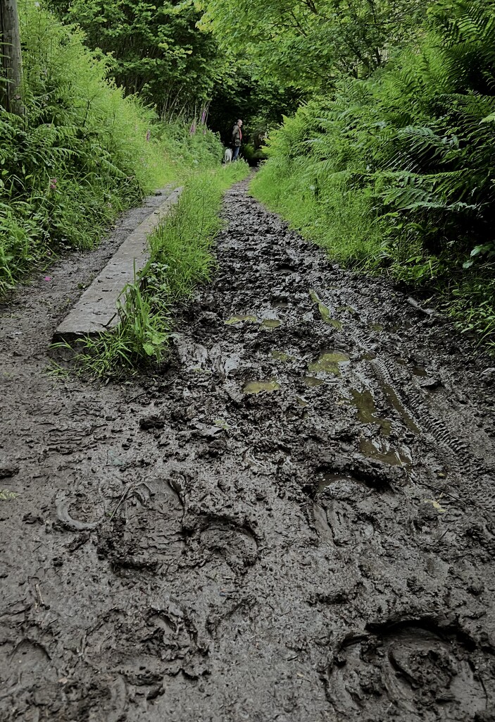 Muddy path by tinley23