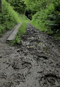 5th Jun 2022 - Muddy path