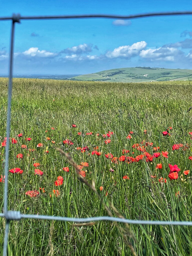 Poppies on the South Downs. by denful