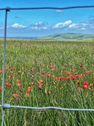 11th Jun 2022 - Poppies on the South Downs.