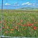 Poppies on the South Downs. by denful