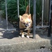 Mini Guard Dog by allie912