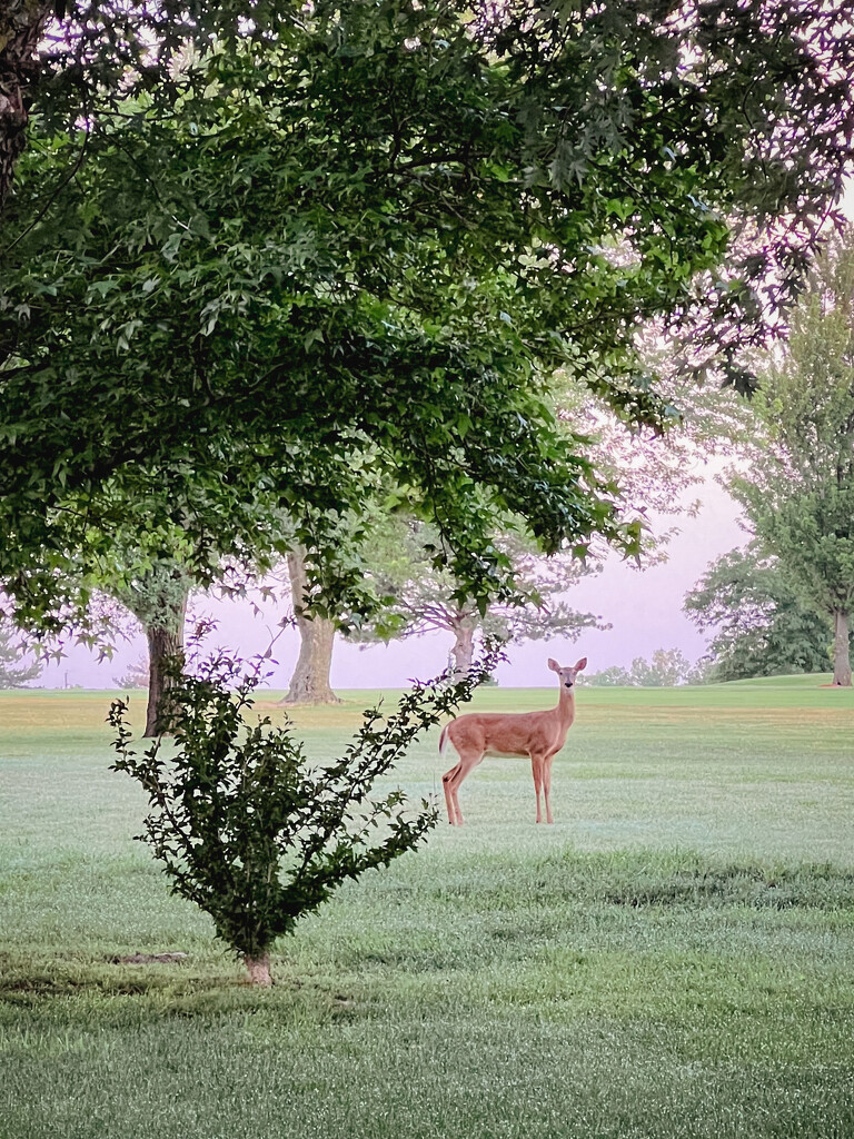 Early Morning Visitor by 2022julieg