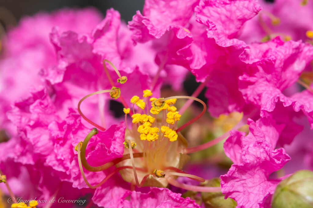 One Crepe Myrtle flower by ingrid01