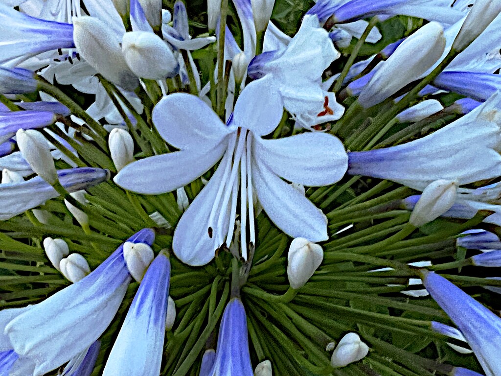 Sublime agapanthus by congaree