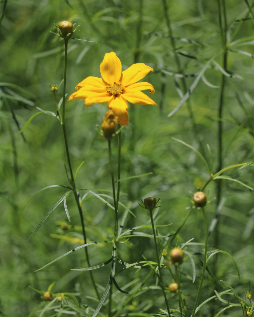 June 10: Coreopsis by daisymiller