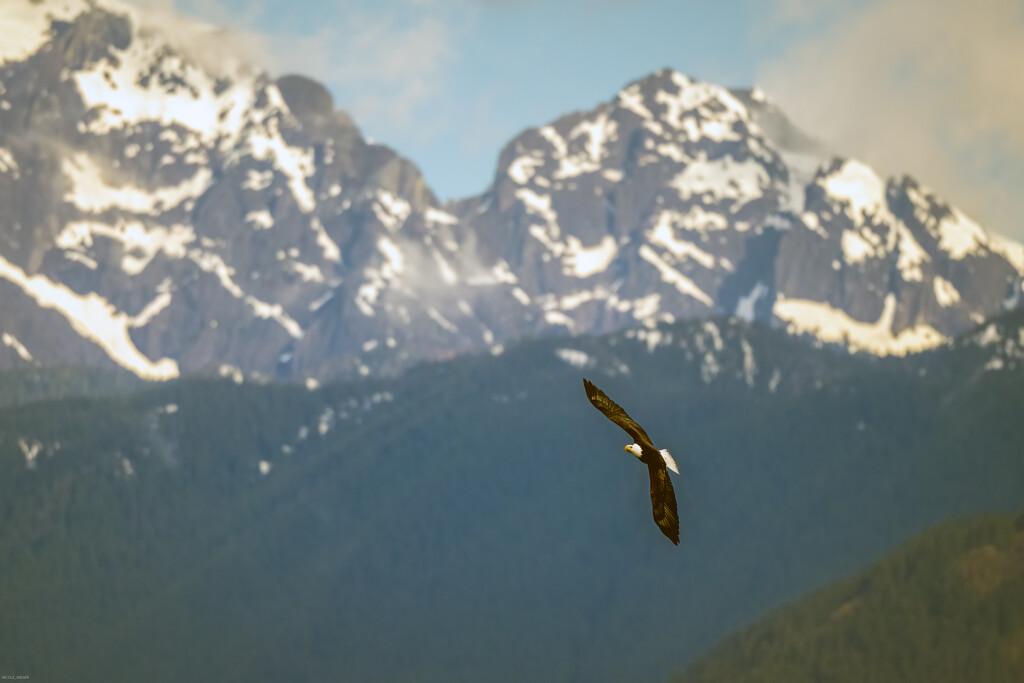 Bald Eagle passing through Cascades by nicoleweg