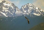 11th Jun 2022 - Bald Eagle passing through Cascades