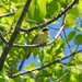 Common Yellowthroat by sunnygreenwood