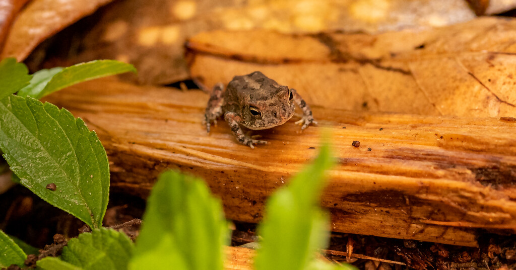 Little Froggy on the Mulch! by rickster549