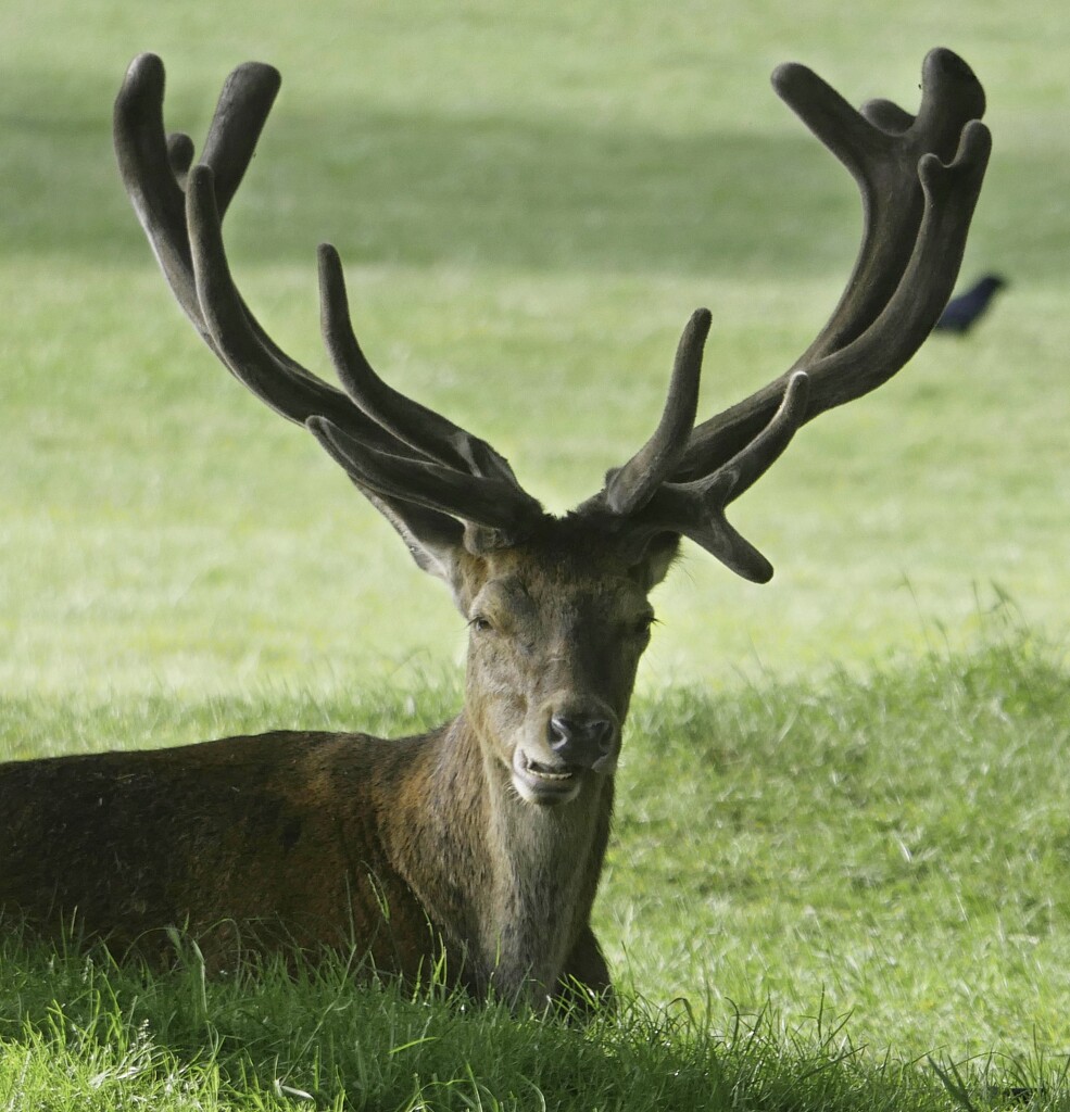 Stag Showing His Rack. by tonygig