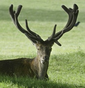12th Jun 2022 - Stag Showing His Rack.