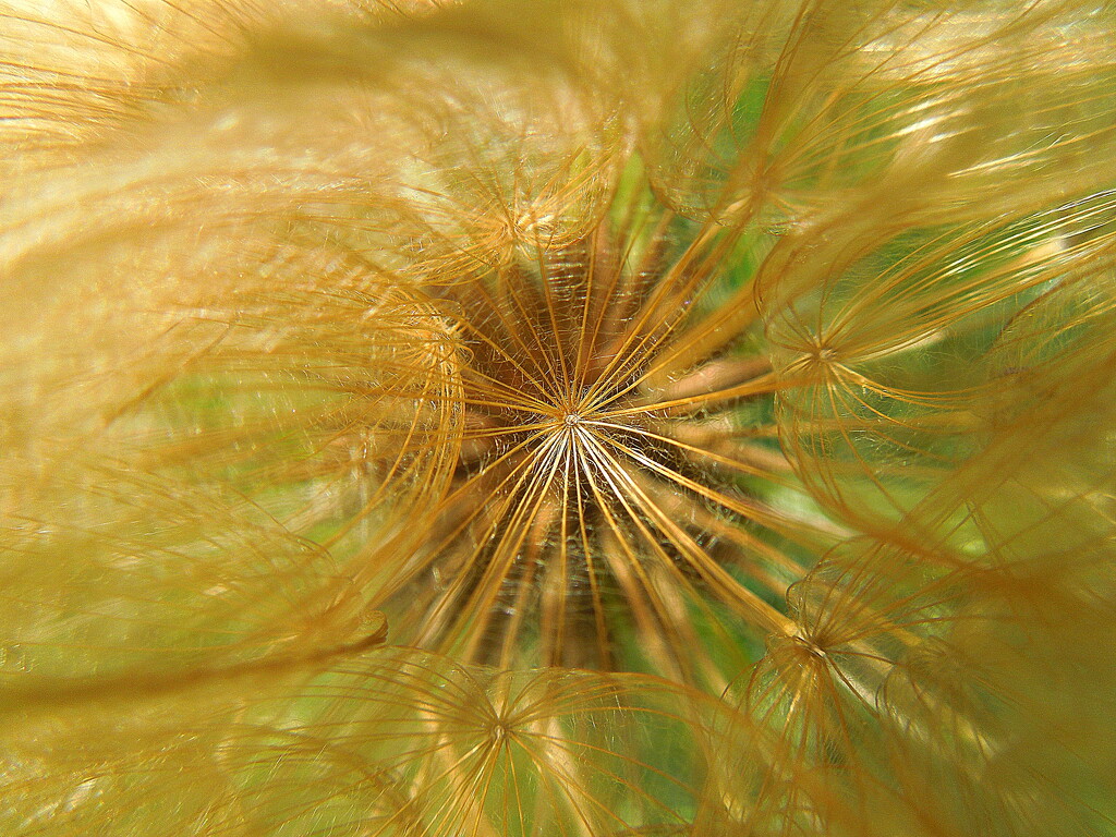 The golden parachute of the salsify seed by etienne