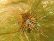 4th Jun 2022 - The golden parachute of the salsify seed