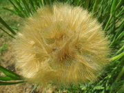 3rd Jun 2022 - The fluffy ball of the salsify flower