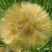 The fluffy ball of the salsify flower by etienne