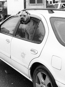 12th Jun 2022 - dogs in cars