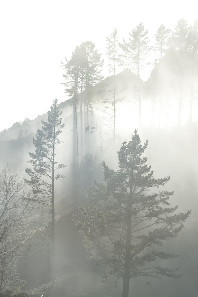 Mist and trees by dkbarnett