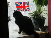12th Jun 2022 - Our tom cat Arthur and the Union Flag.