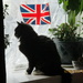 Our tom cat Arthur and the Union Flag. by grace55