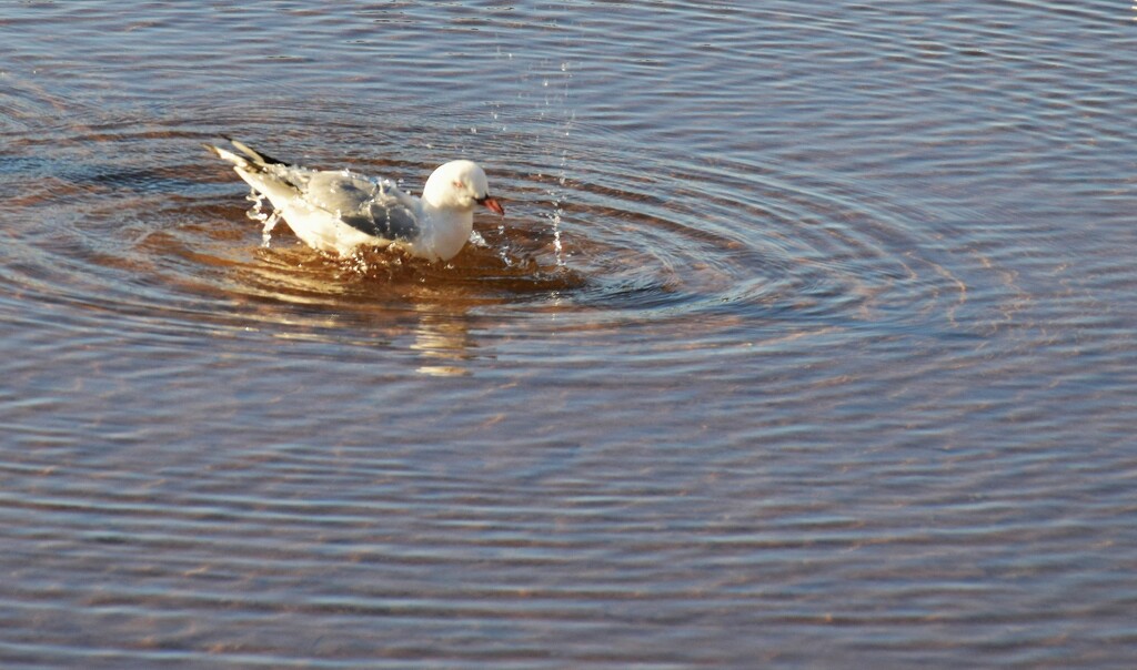 seagull splash by mirroroflife