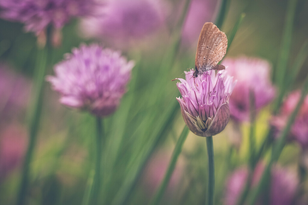 Chives and Butterfly by pamalama