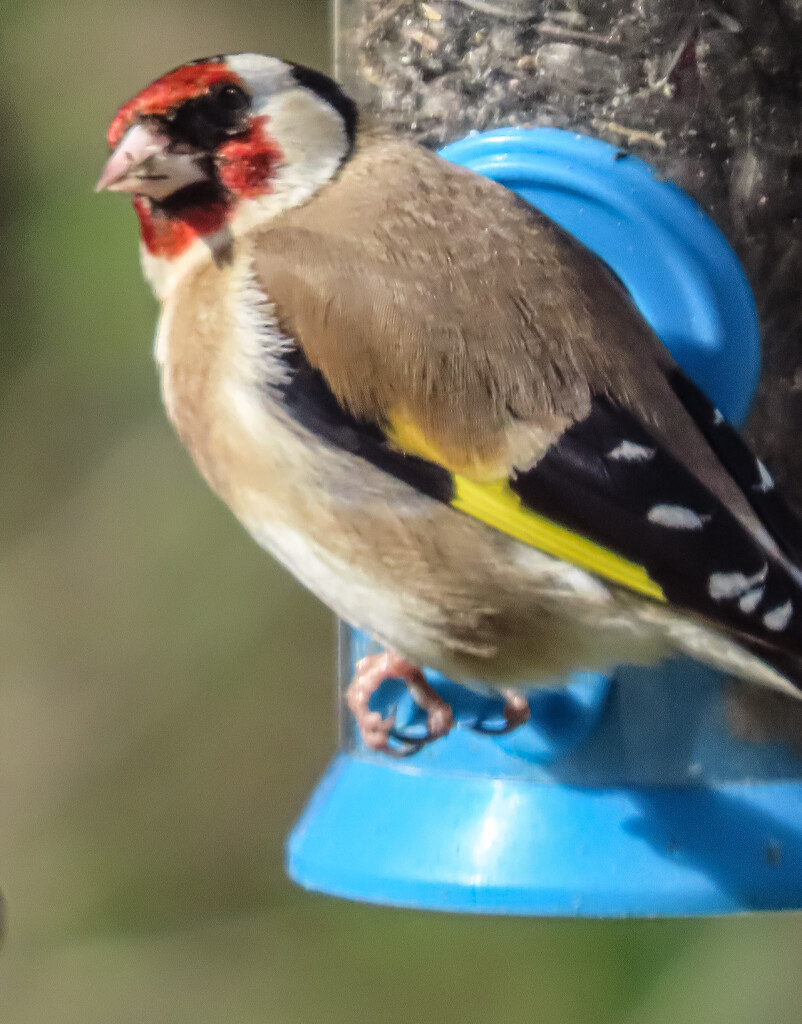 Close up Goldfinch by mumswaby