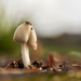 New Fungus by nickspicsnz