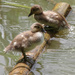 Mandarin Ducklings by 30pics4jackiesdiamond