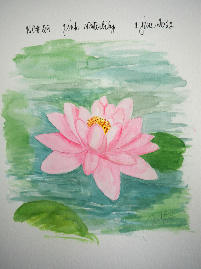 pink water lily by artsygang