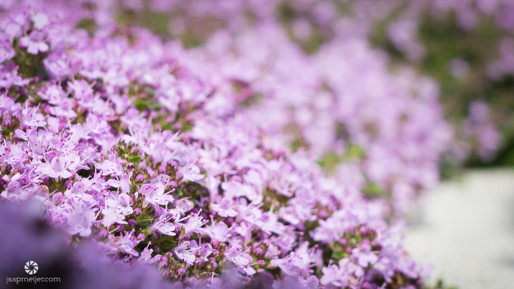 Creeping thyme by djepie