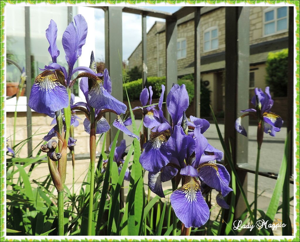 Sat among the Irises by ladymagpie