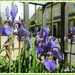 Sat among the Irises