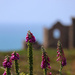 Wheal Coats by phil_sandford