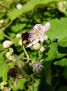 11th Jun 2022 - Bee on bramble flower 