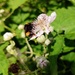 Bee on bramble flower  by boxplayer
