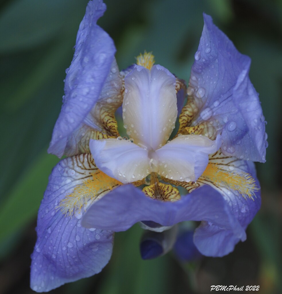 Blue Iris by selkie