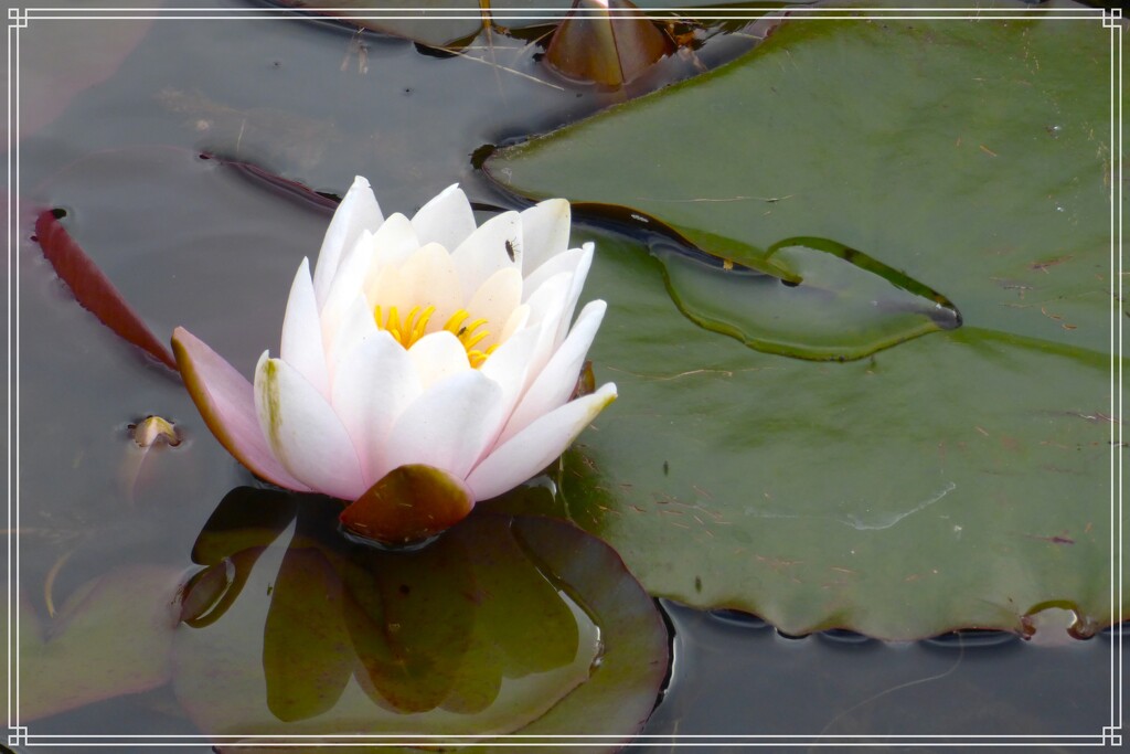 Water-lily  by beryl