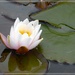 Water-lily  by beryl