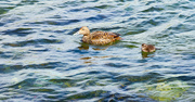 12th Jun 2022 - Swimming with Mum