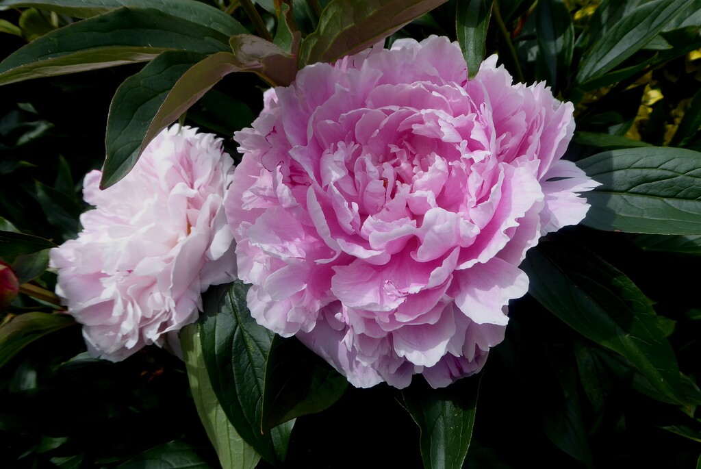 Peonies in full bloom by snowy