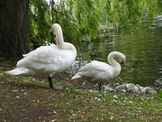 8th Jun 2022 - Swan Family