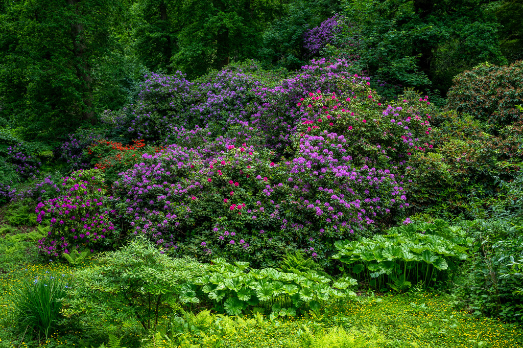 A Riot of Rhododendrons  by rjb71