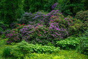 12th Jun 2022 - A Riot of Rhododendrons 
