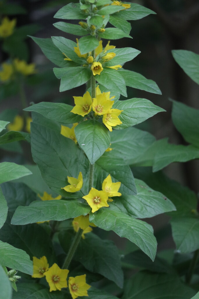 Yellow Loosestrife by 365projectorgheatherb