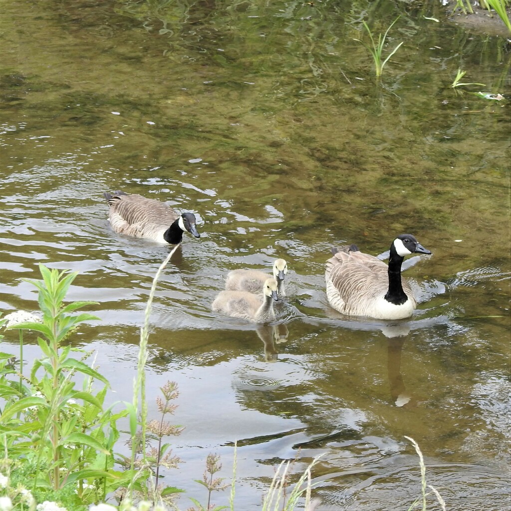 Goose Family by oldjosh